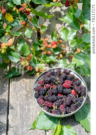 Morus alba and wood deck 78117175