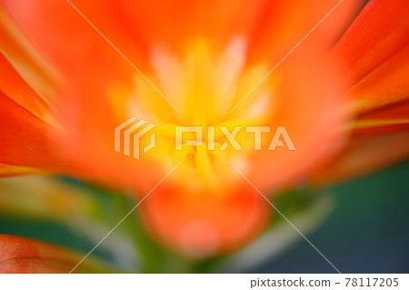 Up of the pistil and stamen of Clivia 78117205
