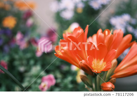 Clivia and flower landscape "negative style" Clivia and flower landscape "negative style" 78117206