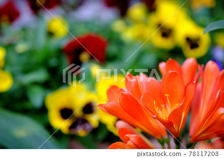 Background material for clivia and pansies Background material for clivia and pansies 78117208