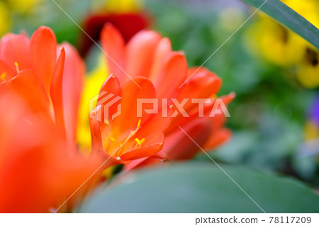 Beautiful flowering clivia Beautiful flowering clivia 78117209