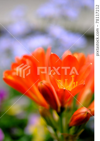 Kimiko Ran "Vertical Composition" that blooms in a beautiful orange color 78117212