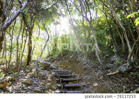 陽光照耀著福岡縣池島市赤田屋大門公園的森林隧道 陽光照耀著福岡縣池島市赤田屋大門公園的森林隧道 78117253
