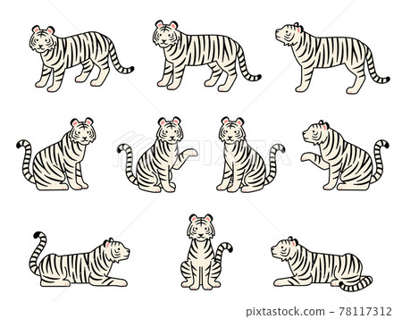 Illustration set of white tiger in various poses 78117312
