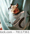 Degu in your pocket 78117361