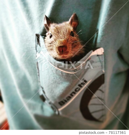 Degu in your pocket 78117361