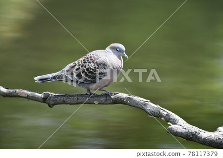 Turtle dove on the perch 78117379