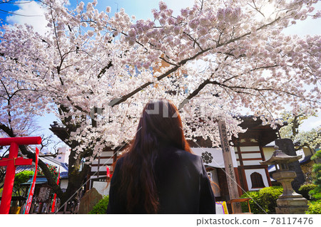 Woman standing in front of cherry blossoms Woman standing in front of cherry blossoms 78117476