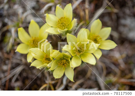 山脊上盛開的八嶽山脈月草草 山脊上盛開的八嶽山脈月草草 78117500