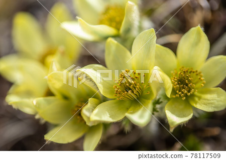 山脊上盛開的八嶽山脈月草草 山脊上盛開的八嶽山脈月草草 78117509