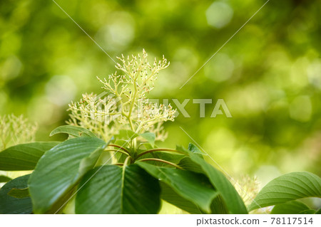 Mizuki, flowers, branch tips, ups, forests 78117514