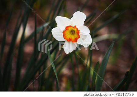 大杯水仙花白色帶朱紅色花 78117759