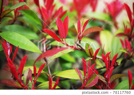 Kaname-mochi紅色年輕葉子 78117760