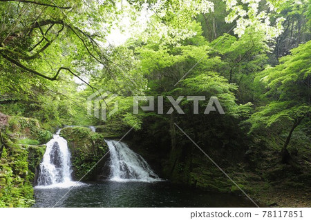 Fresh green red-eye-red waterfall 78117851