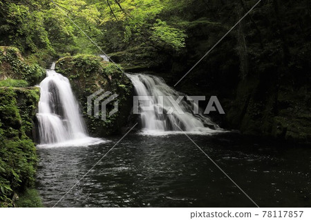 新鮮的綠色紅眼紅色瀑布 新鮮的綠色紅眼紅色瀑布 78117857