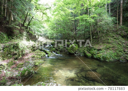 Fresh green red-eye-red waterfall Fresh green red-eye-red waterfall 78117883
