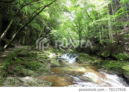 Fresh green red-eye-red waterfall Fresh green red-eye-red waterfall 78117926