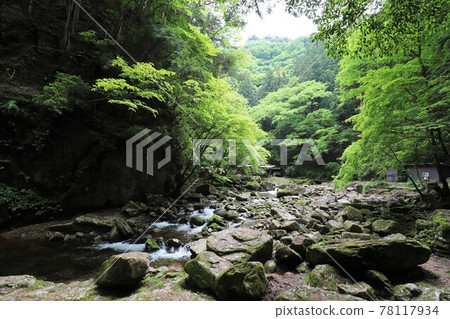 新鮮的綠色紅眼紅色瀑布 78117934