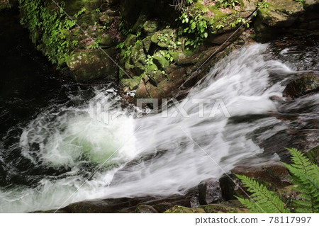 新鮮的綠色紅眼紅色瀑布 新鮮的綠色紅眼紅色瀑布 78117997