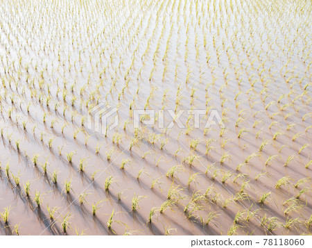 [Agriculture] Rice paddy field planting 78118060