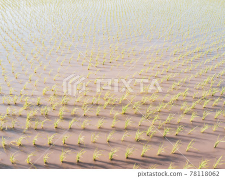 [Agriculture] Rice paddy field planting 78118062