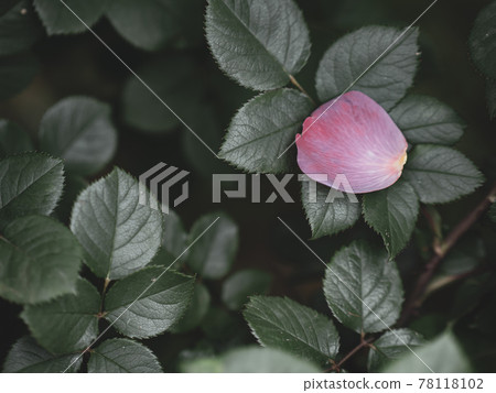 散落在葉子上的粉紅色玫瑰花瓣 78118102