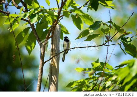 Great tit, bird, perch on a branch, up 78118108