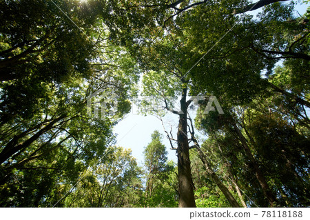 Forests, forests, sky, sunbeams Forests, forests, sky, sunbeams 78118188