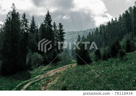 Old dirt road overgrown with grass among tall coniferous Old dirt road overgrown with grass among tall coniferous 78118434