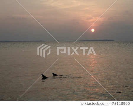 Sharks coming to the beach at dusk in Maldives Makunudu 78118960