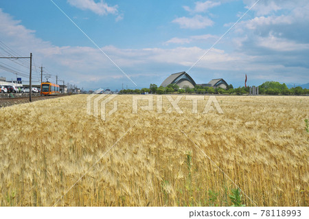 小麥秋季 LRV 小麥秋季 LRV 78118993