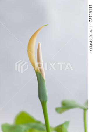 Alocasia flower 78119111