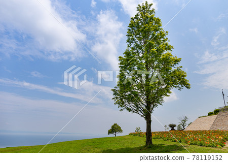 Spring Hyogo Prefecture, Awaji Island, Hanasajiki Spring Hyogo Prefecture, Awaji Island, Hanasajiki 78119152