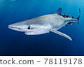 Blue shark swimming 78119178