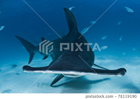 Hammerhead face Hammerhead face 78119190