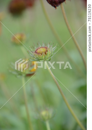 Gaillardia with beautiful gradation petals 78119230