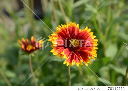 Gaillardia with beautiful gradation petals 78119231