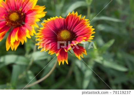 Gaillardia with beautiful gradation petals 78119237