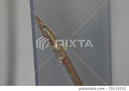 戴南海蛇(幼魚) 戴南海蛇(幼魚) 78119332