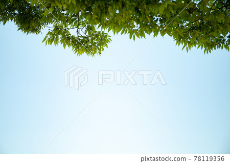 藍天和樹木 78119356