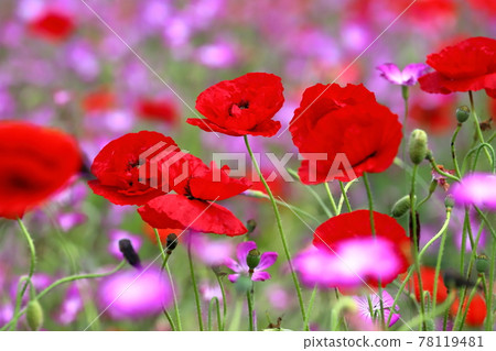 Fukiage Cosmos Arena, Konosu City, Saitama Prefecture Poppies in the wheat field Fukiage Cosmos Arena, Konosu City, Saitama Prefecture Poppies in the wheat field 78119481
