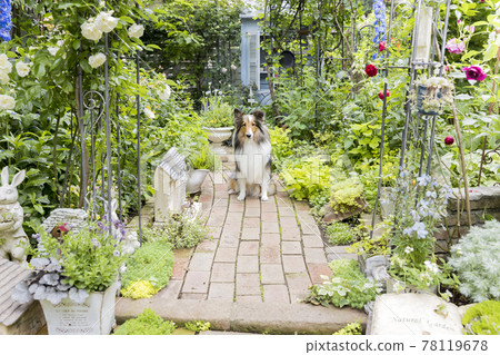 Pet Sheltie sitting in the flower garden 78119678