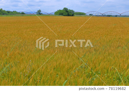 Fukiage Cosmos Arena, Konosu City, Saitama Prefecture, the blue sky of the wheat field Fukiage Cosmos Arena, Konosu City, Saitama Prefecture, the blue sky of the wheat field 78119682