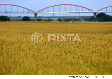 Fukiage Cosmos Arena, Konosu City, Saitama Prefecture Poppies in a wheat field Fukiage Cosmos Arena, Konosu City, Saitama Prefecture Poppies in a wheat field 78119683