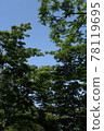 樹木 78119695