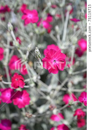 Plant: Rose campion, Dianthus family Plant: Rose campion, Dianthus family 78119715