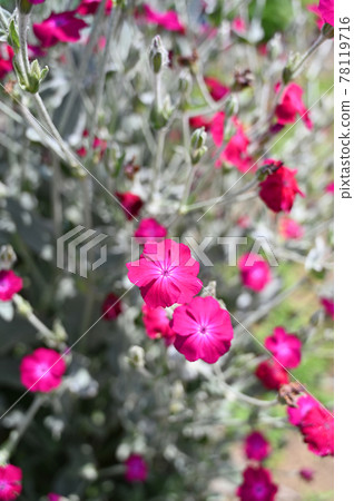 植物：薔薇、石竹科 78119716