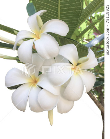 white plumeria on white background 78119925
