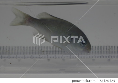 大型黑魚（幼魚） 78120125