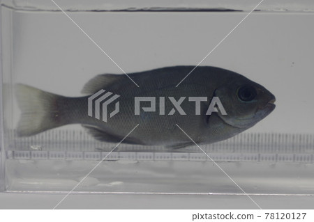 Largescale blackfish (juvenile fish) 78120127